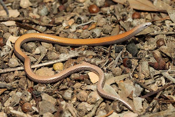 (Ophidiocephalus taeniatus)