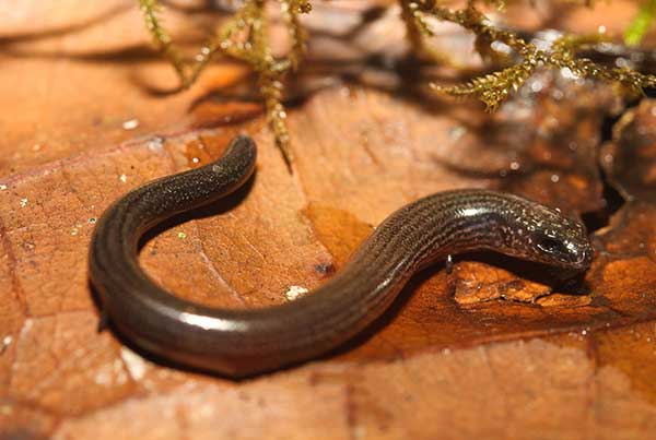 (Ophioscincus truncatus)
