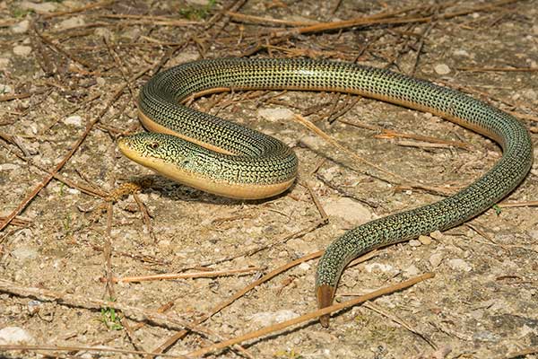 (Ophisaurus ventralis)