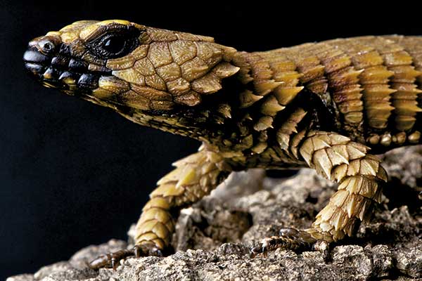 (Ouroborus cataphractus)