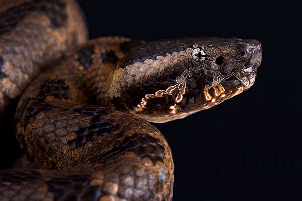(Ovophis monticola)