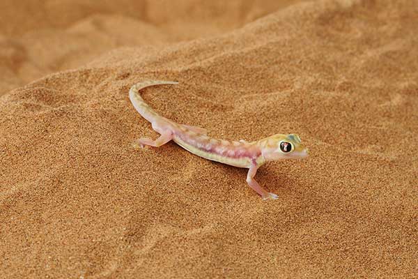 (Pachydactylus rangei)