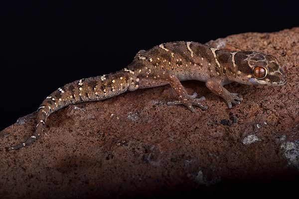 (Pachydactylus vansoni)