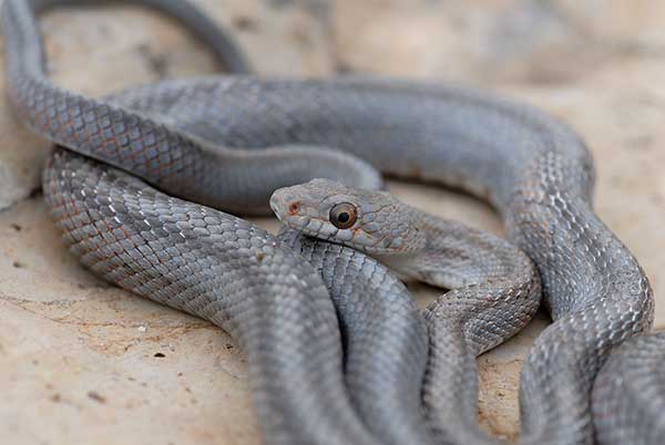 (Pantherophis bairdi)