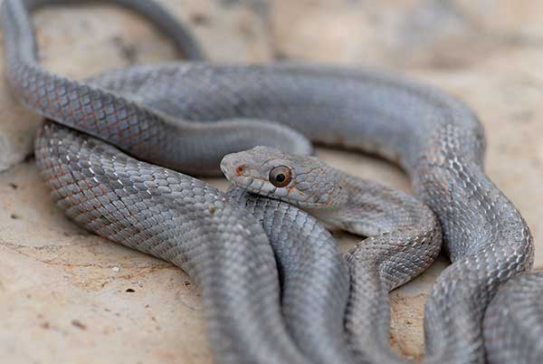  (Pantherophis bairdi)