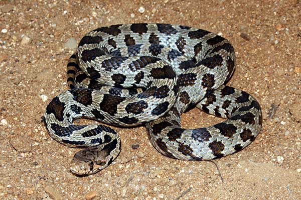  (Pantherophis vulpinus)