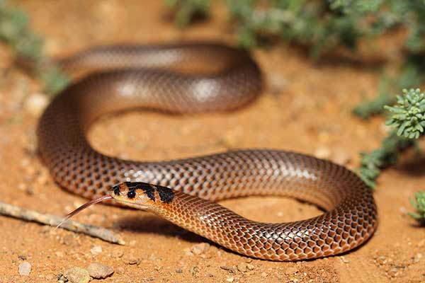(Parasuta spectabilis)