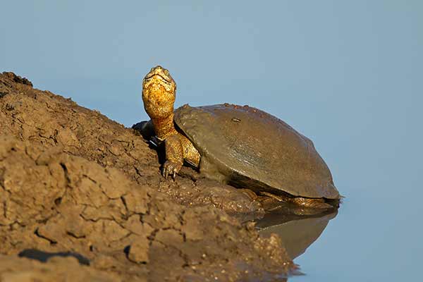 Pelomeduza afrykańska (Pelomedusa subrufa)