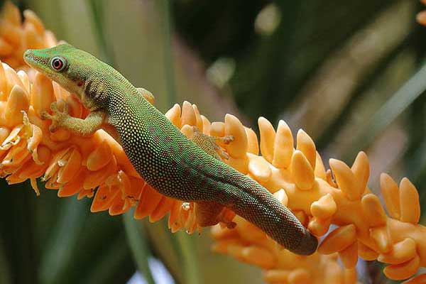 (Phelsuma dubia)