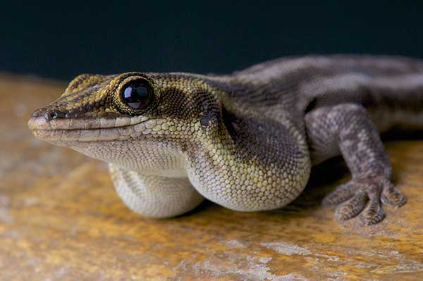 (Phelsuma pronki)