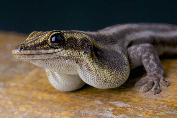  (Phelsuma pronki)