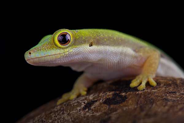 (Phelsuma pusilla)