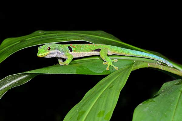 (Phelsuma quadriocellata)