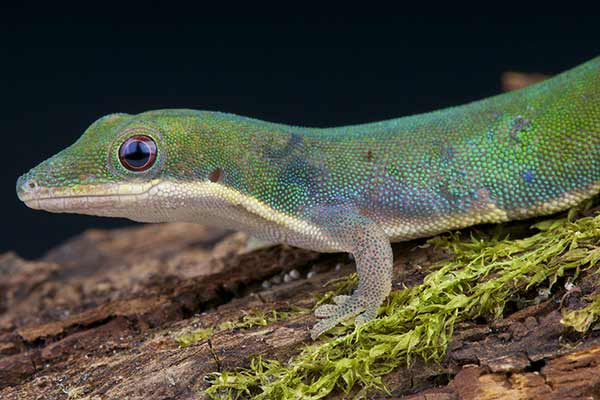 (Phelsuma vanheygeni)