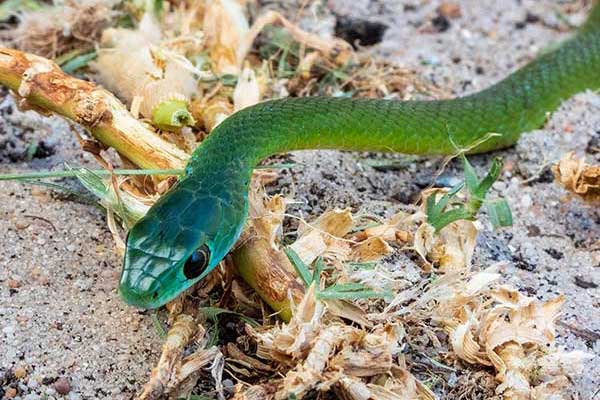 (Philothamnus occidentalis)