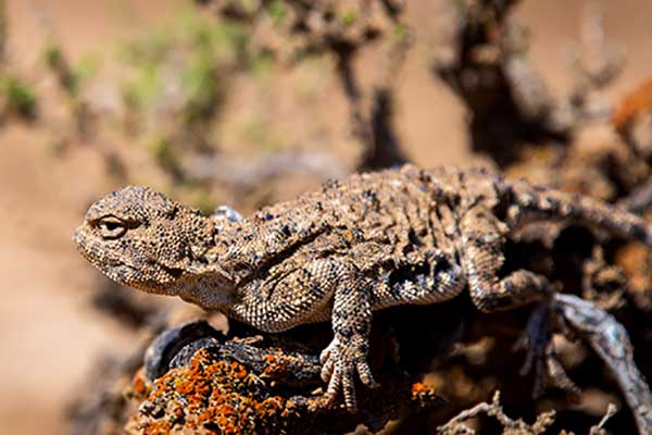 Krągłogłówka słoneczna (Phrynocephalus helioscopus)