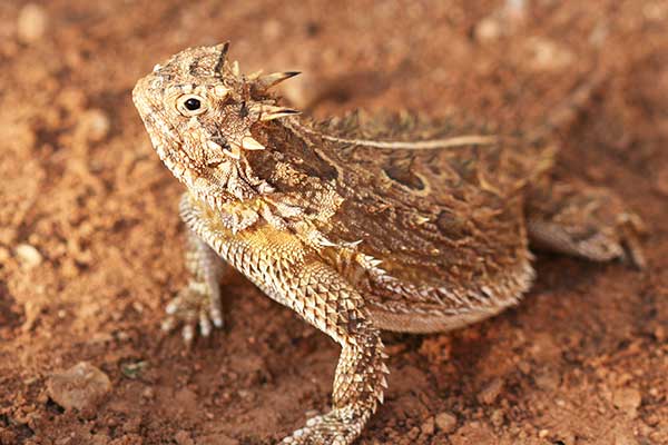 Frynosoma rogata (Phrynosoma cornutum)