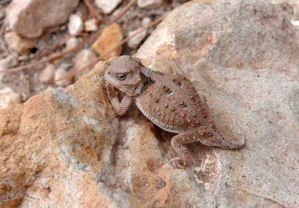 (Phrynosoma hernandesi)