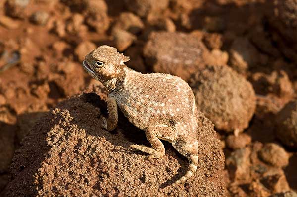 (Phrynosoma modestum)