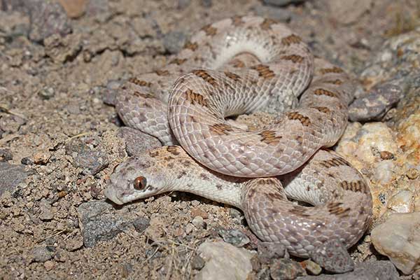 (Phyllorhynchus decurtatus)