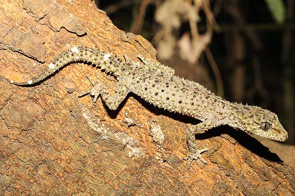 (Phyllurus caudiannulatus)