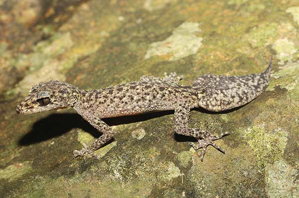 (Phyllurus isis)