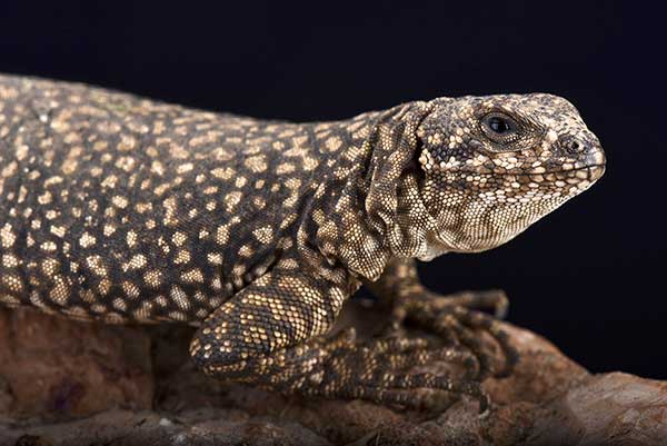 (Phymaturus nevadoi)
