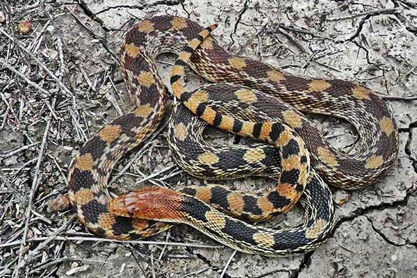 (Pituophis deppei)