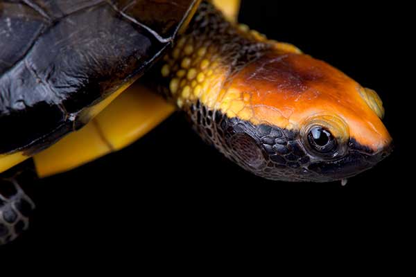 (Platemys platycephala)