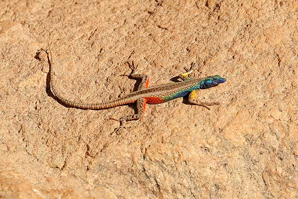 (Platysaurus broadleyi)