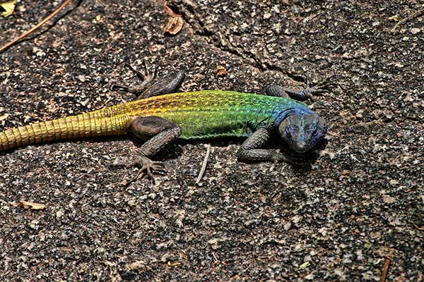 (Platysaurus intermedius)