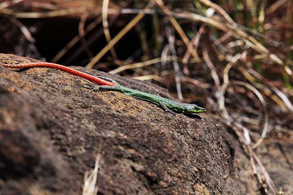 (Platysaurus orientalis)