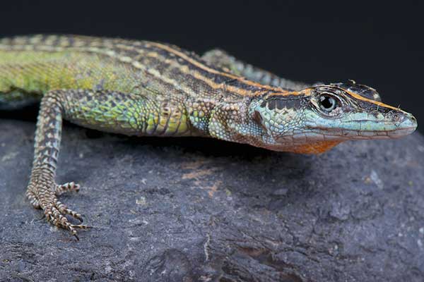(Platysaurus torquatus)