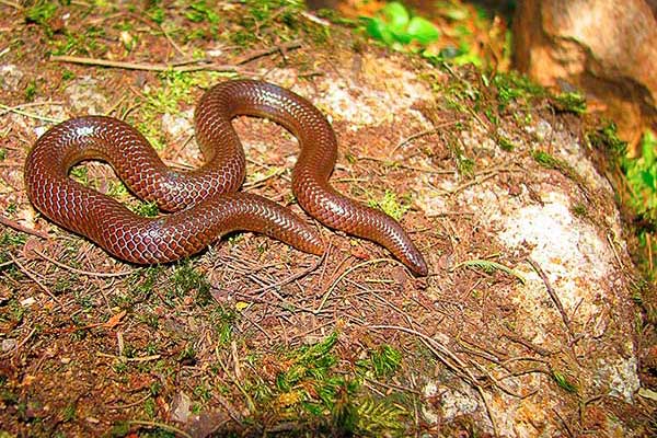 (Plectrurus perroteti)