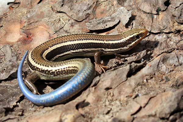 (Plestiodon skiltonianus)