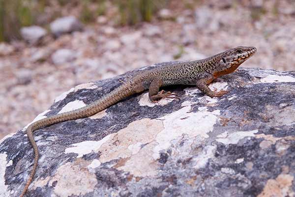 Murówka egejska (Podarcis erhardii)