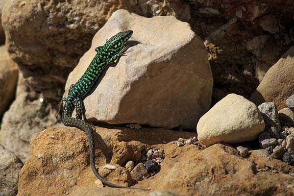 Murówka maltańska (Podarcis filfolensis)