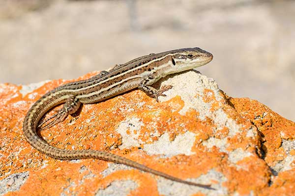 Murówka adriatycka (Podarcis melisellensis)