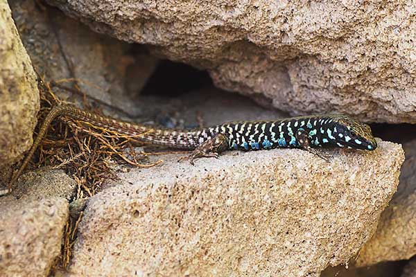 Murówka milojska (Podarcis milensis)