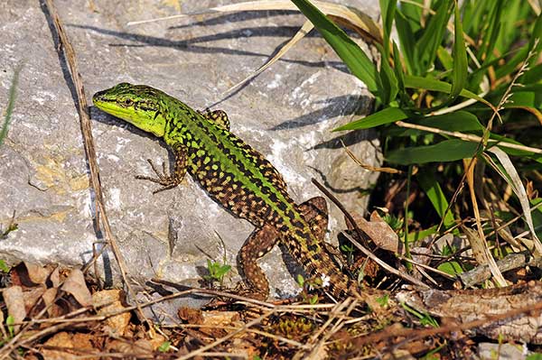 Murówka ruinowa, jaszczurka ruinowa (Podarcis siculus)