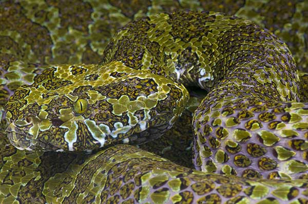 (Protobothrops mangshanensis)