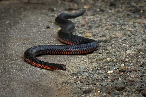 (Pseudechis porphyriacus)