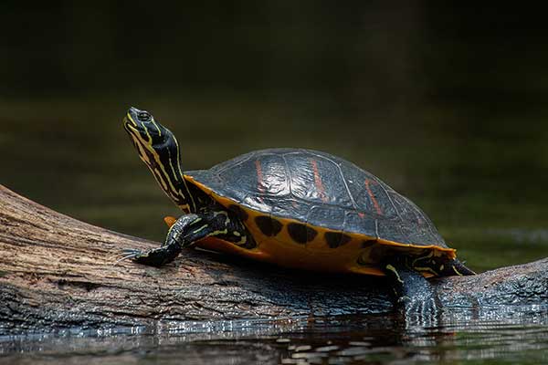 (Pseudemys nelsoni)