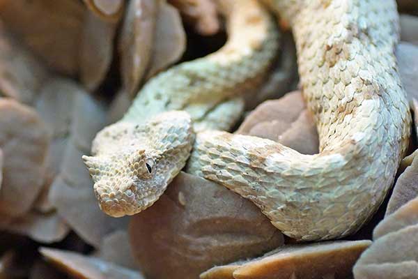 (Pseudocerastes persicus)