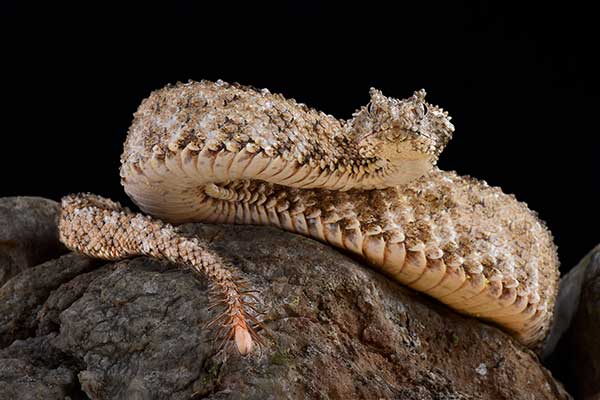 (Pseudocerastes urarachnoides)