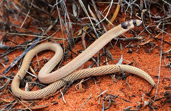 (Pygopus nigriceps)