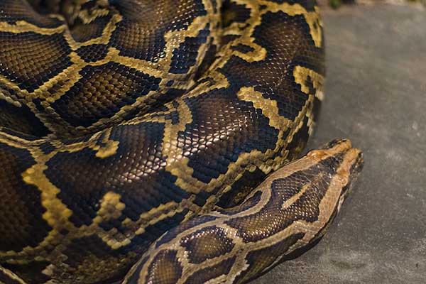 Pyton birmański (Python bivittatus)