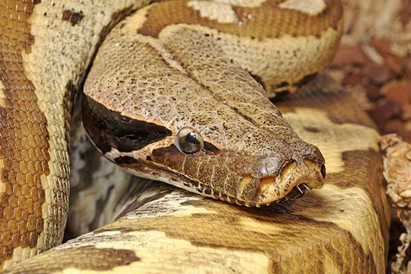 (Python brongersmai)