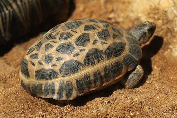 Żółw pajączkowy (Pyxis arachnoides)