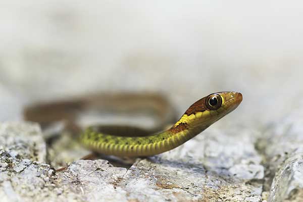(Rhabdophis chrysargos)